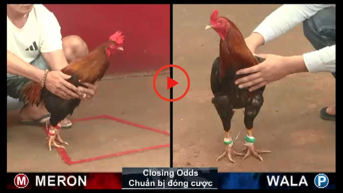 Classification of current forms of direct cockfighting 