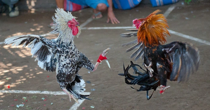 Looking for attractive live cockfighting addresses